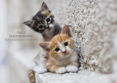 By Mohammed Al-Jawi--Two cats