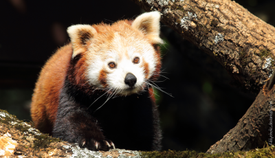 earthlynation: Red Panda by shaunthorpe 可愛いでしょ！