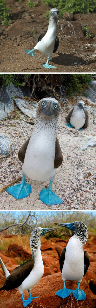 蓝脚鲣鸟，学名Sula nebouxii，它们从不怕人，所以很容易被抓住，因此得到了“笨鸟”的外号。PS：蓝色的靴子好美哦~