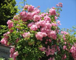 【搬】Le Jardin de Roses Anciennes de Morailles