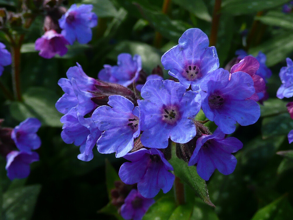 Pulmonaria officinalis。肺草。