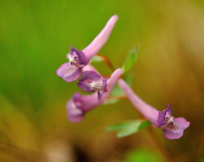 Corydalis solida 。密花紫堇。