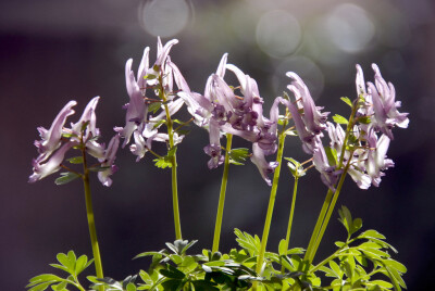 Corydalis solida 。密花紫堇。