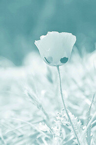 当寂遇见寞   寂寞如花