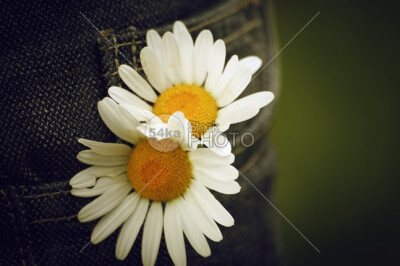 Flowers Margarita yellow white wallpaper valentine tender summer spring season romance purity petals petal peace orange nobody nice nature natural margaritas margarita margaret macro love leaf horizon…