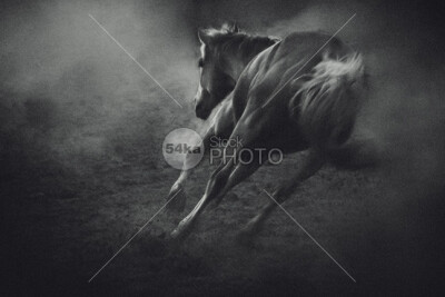 Horse in Morning Mist Equine Beauty winter sunrise Silhouette scenic peaceful peace outdoor nature Morning mist mammal horse Fog fantasy equine dream domestic cloud catle blue background animal 54k…