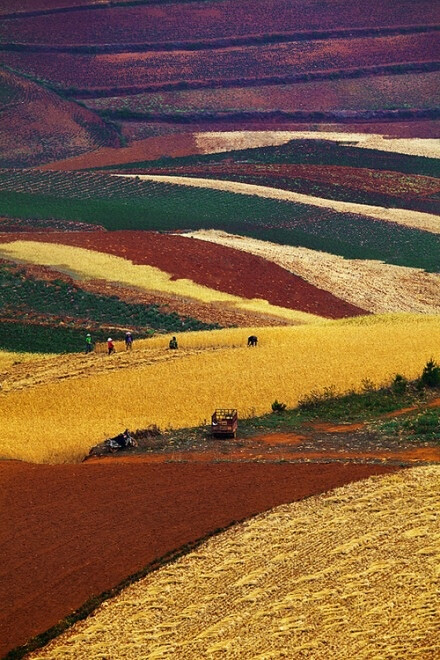 东北黑土地，黑土地是地球上最珍贵的土壤资源，地球上一共有三块黑土地，其中一块就在我国东北地区。