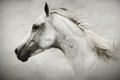 The White Horse wild horse white western thoroughbred strong stallion profile portrait one nostril neck horse hair horse head hairs gray graceful gorgeous forelock eye equine equestrian close up breed…