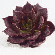 【非常花园】多肉植物 黑王子 Echeveria &#39;Black prince&#39;