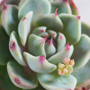 【非常花园】多肉 吉娃莲大 Echeveria chihuahuaensis Poelln.