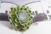 【非常花园】多肉植物 蛛丝卷绢 Sempervivum arachnoideum