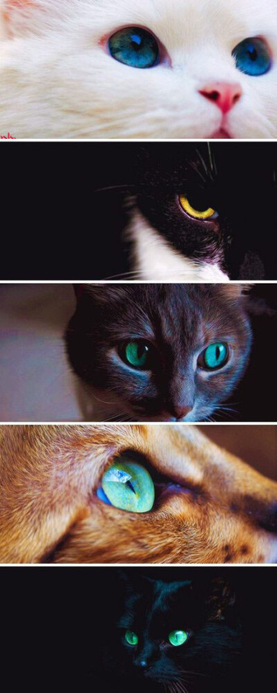 你是我的眼——蓝猫精灵