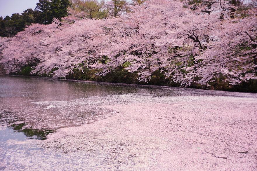 樱花雨