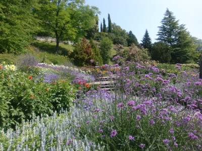 德国鲜花岛Mainau，左至右依次：大理花，蓝花鼠尾草（Salvia farinacea），柳叶马鞭草（verbena bonariensis）