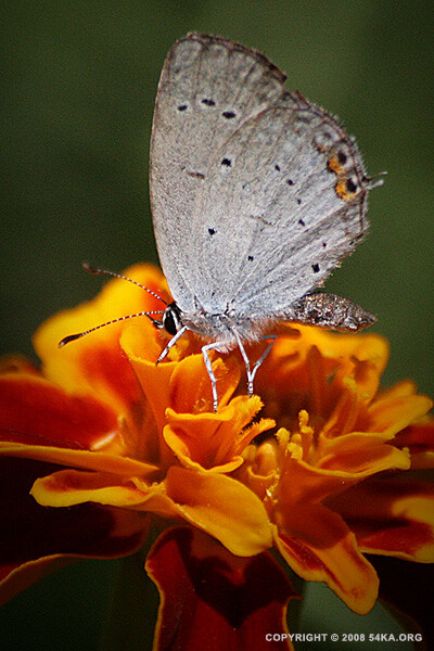 butterfly 0031 :: Butterfly :: animals