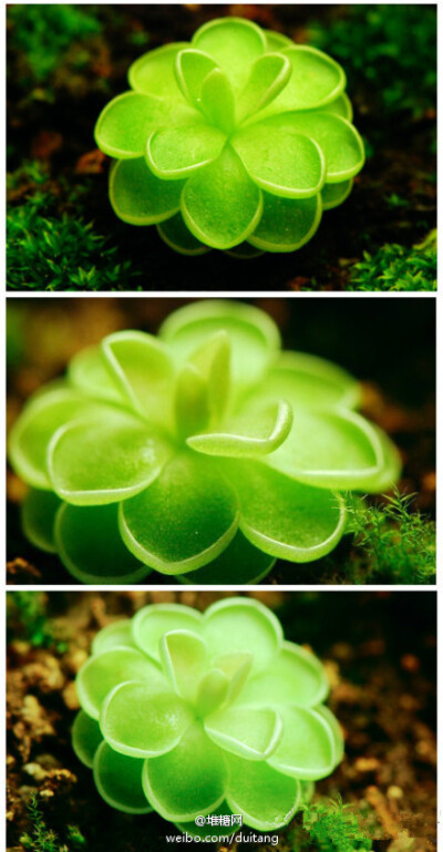 捕虫堇（Pinguicula vulgaris），著名的食虫植物，由于其外形很像堇，所以人们叫它捕虫堇。绿色，脆嫩多汁，能粘捕小昆虫，喜明亮光线。