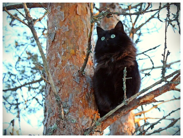 其实……我是一只猫头鹰…………