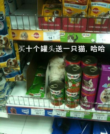 买猫罐头送猫么