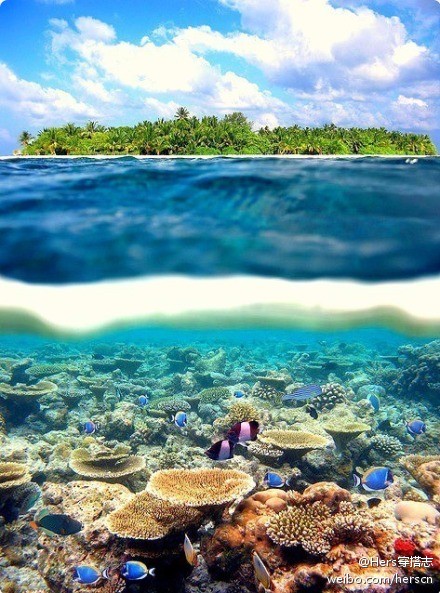 大溪地，海平面隔开了两个天堂。可以看见海面之下的可爱小生物。