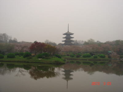 东湖樱花水连天