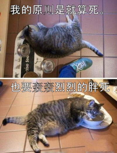 我是一只有原则的猫