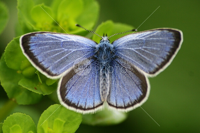 Blue Butterfly wing wildlife wild vibrant summer spring small single season pretty plant pattern outdoors nature natural macro insect horizontal green grass garden free fly flower floral exotic environment elegance detail colorful color closeup close up Butterfly bug bright blue big beauty beautiful