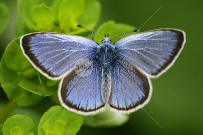 Blue Butterfly wing wildlife wild vibrant summer spring small single season pretty plant pattern outdoors nature natural macro insect horizontal green grass garden free fly flower floral exotic enviro…