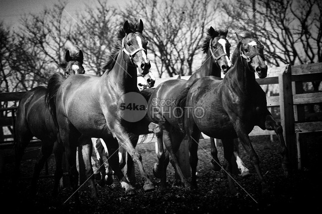 Galloping Horses Black and White young wild white three tale strong stallion speed run ranch power outdoor nature moving Motion mane mammal light horse horizontal herd group ground grey gray gallop freedom free forward force fast farm equine equestrian emotions elegance dust dramatic dark black and