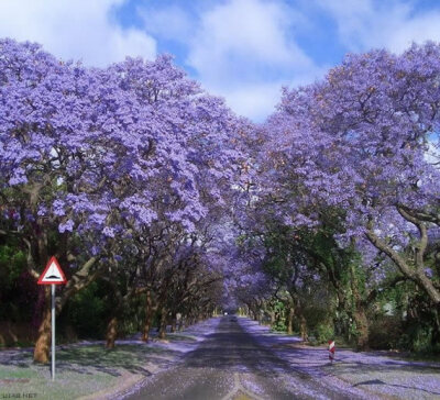 南非的蓝花楹路，从约翰内斯堡延伸到比勒陀利亚。约翰内斯堡是南非最大的城市，栽种了1000多万棵树，拥有世界上面积最大的人造森林。