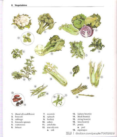 碎花小姐看图背单词