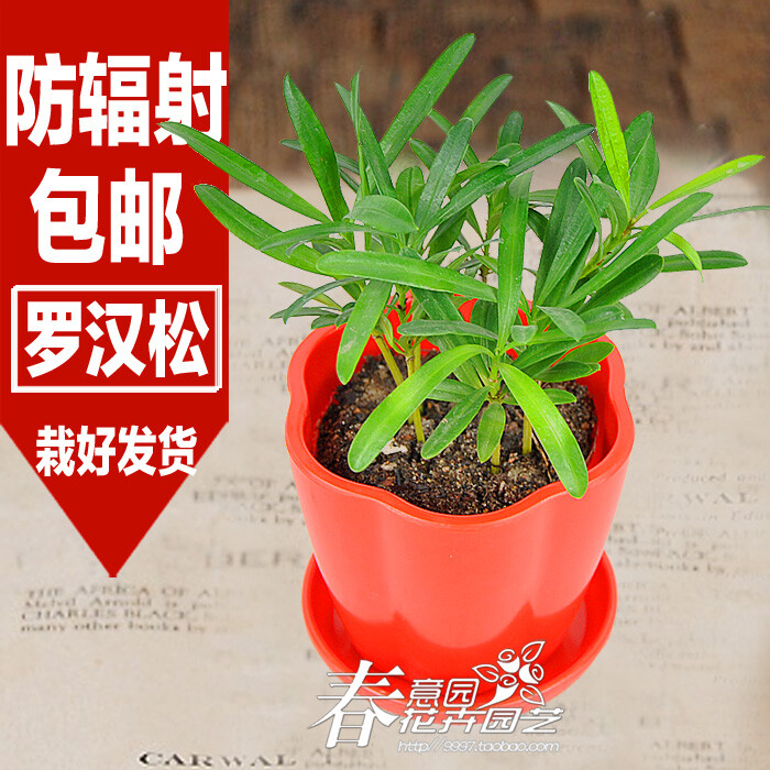 栽好发货罗汉松 净化空气绿色小盆栽 防辐射创意绿植物-http://item.taobao.com/item.htm?id=17821132616