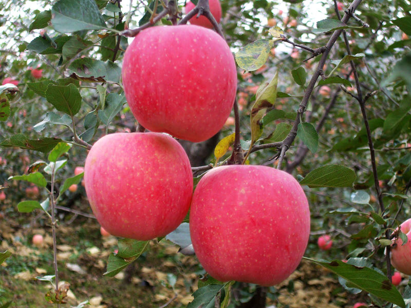 栖霞苹果真正的营养加美容养颜，记得每日要多吃苹果。www.apple0535.com