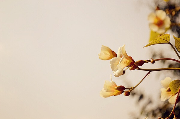 油桐，小乔木。桐子花，【功效】清热解毒；生肌。治烧伤。可以做皮蛋泥。