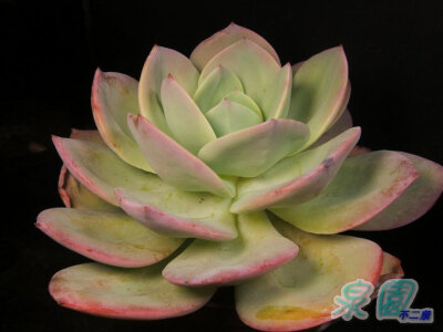 白鳳(Echeveria conte)