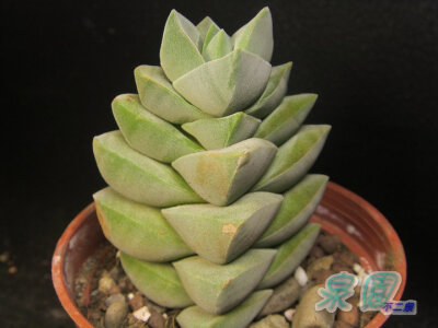 紀之川 (Crassula cv. "Moonglow')