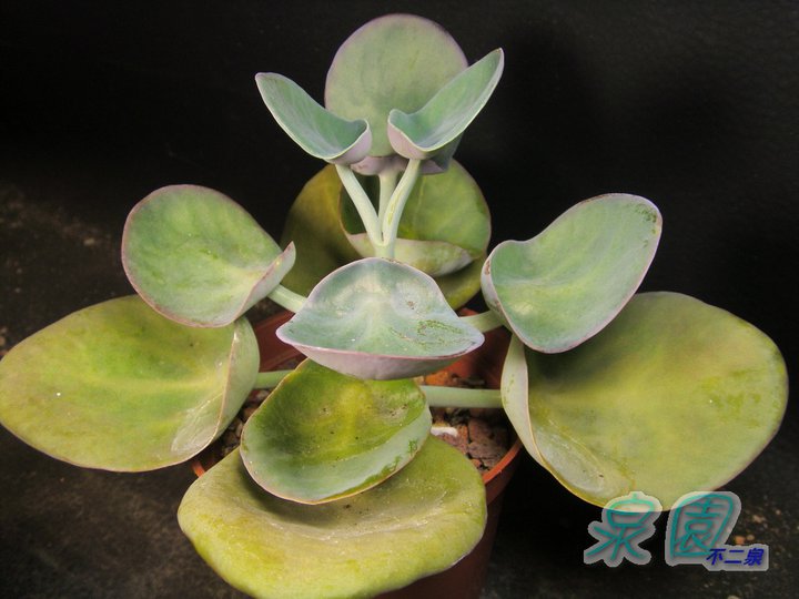 天之羽袖;日蓮之盃(Kalanchoe nyikae)