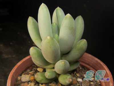 福球肥天 (Pachyphytum fittkaui Moran)