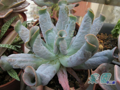 乙女之夢 (Echeveria gibbiflora v. carunculata)