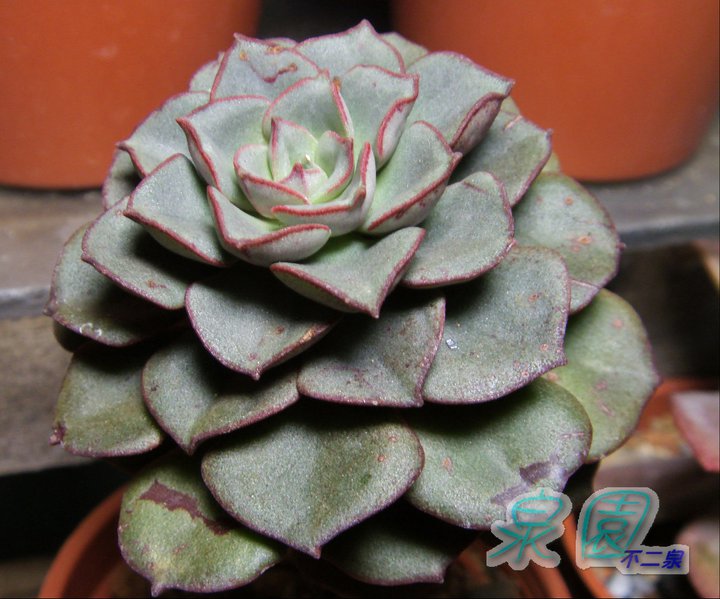 摩氏玉蓮 (Echeveria moranii)