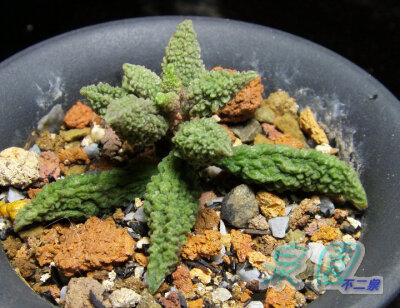 太平樂;朱唇石(Adromischus herrei)