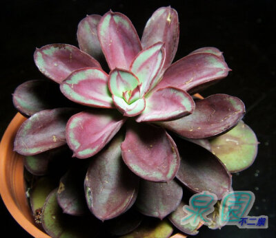 丸葉紅司(Echeveria nodulosa 'MARUBA BENITSUKASA')