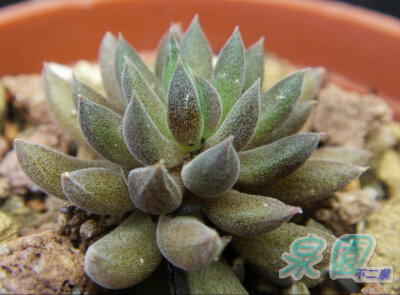 四馬露(Sinocrassula yunnanensis)