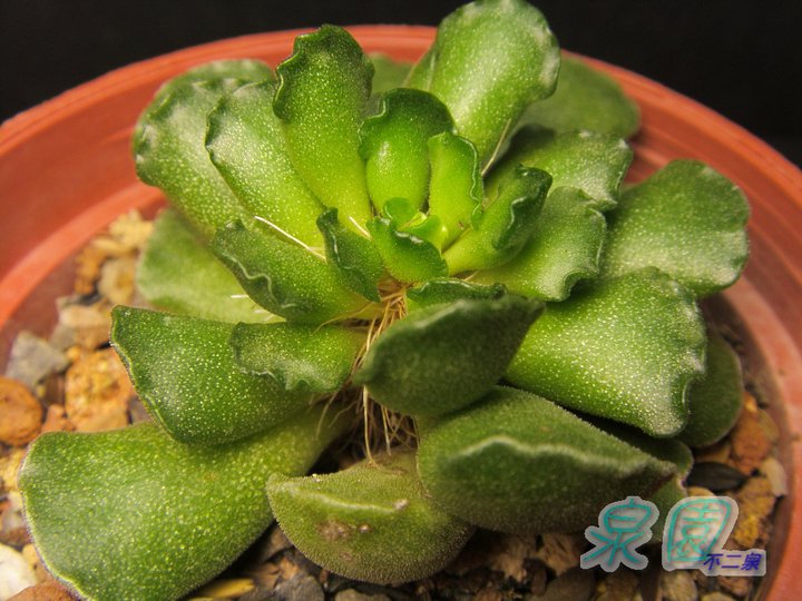 永樂(Adromischucs cristatus