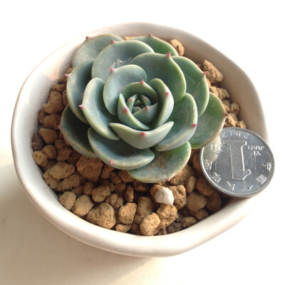 玉蝶 [Echeveria secunda var. glauca] 多肉植物 景天