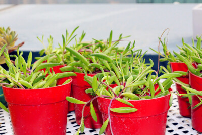 ｛夏小姐｝多肉植物紫弦月生长期不紫数量为根易扦插