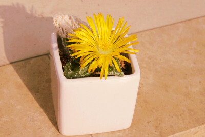 ｛夏小姐｝多肉植物怒涛四海波新手必备CM