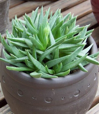 ｛夏小姐｝多肉植物黄花照波番杏科一株装拼盘必备新手必入