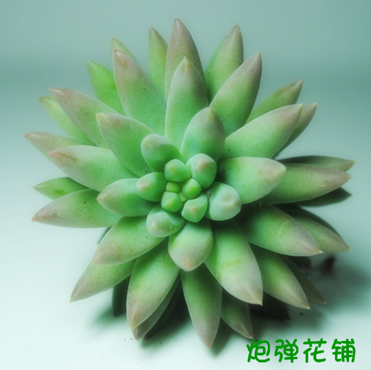 多肉植物千佛手/玉珠莲景天科迷你植物