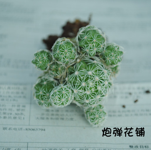 白鸟多肉植物防辐射