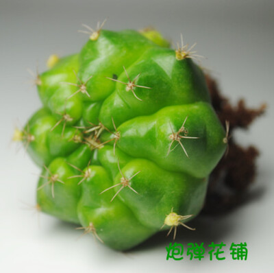 多肉植物绿牡丹仙人球实生防甲醛办公迷你植物